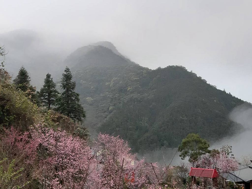 櫻花季