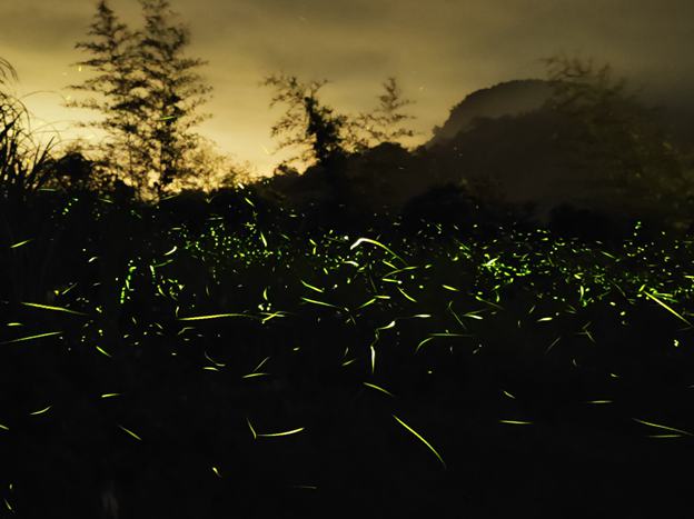 螢火蟲