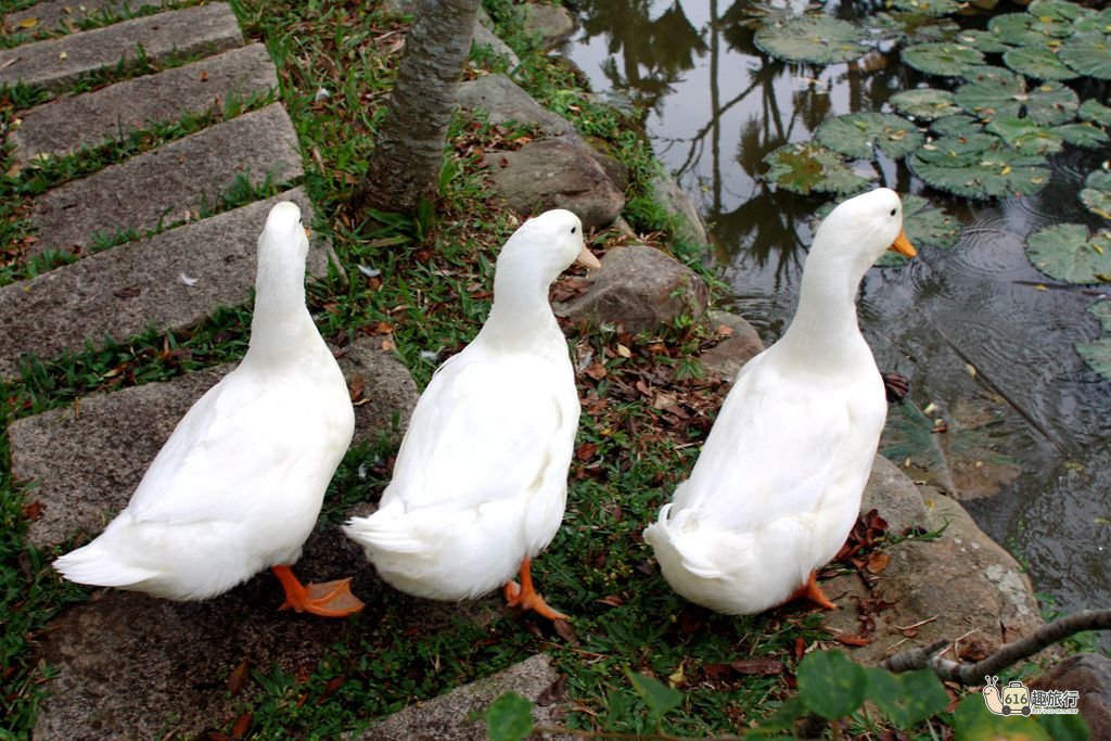 民宿可愛動物